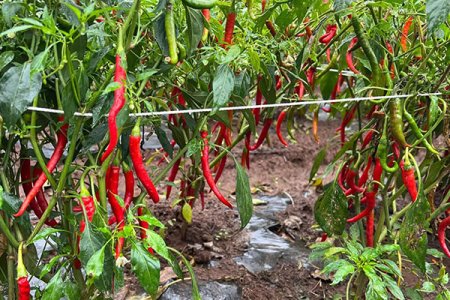The development potential of Chinese pepper